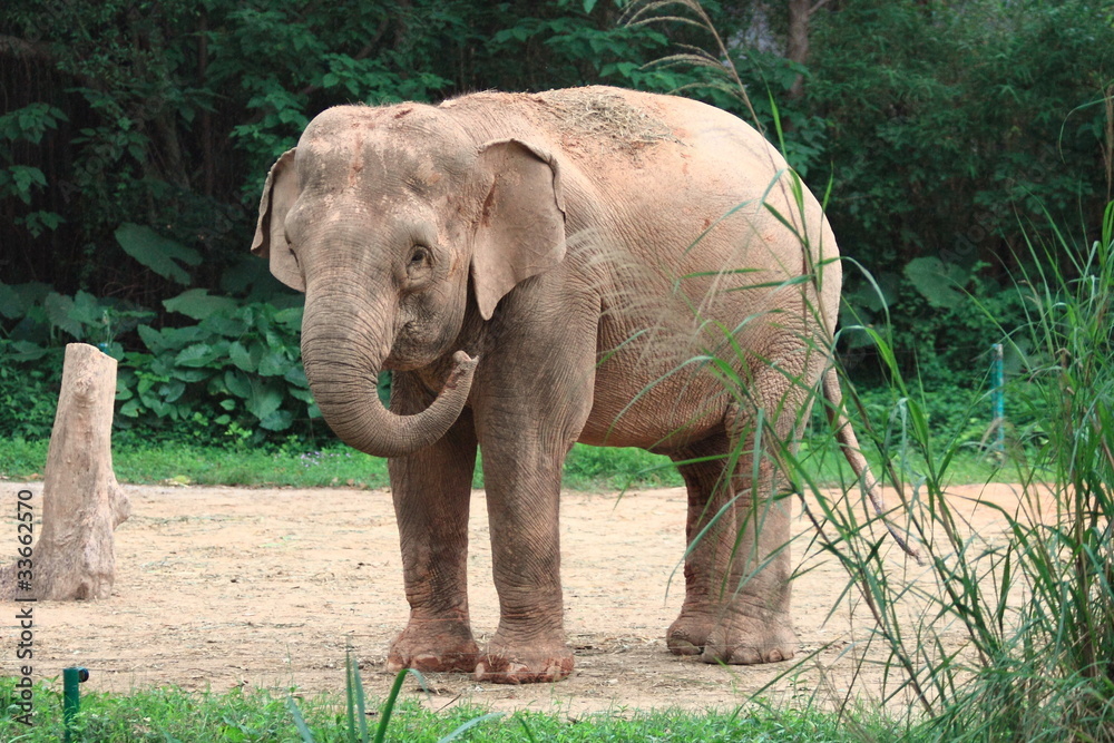 Fototapeta premium baby elephant in Guangzhou safari, China