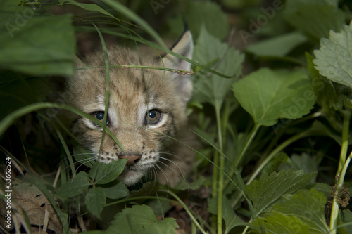 lynx,  kitten  of lynx,  child  of lynx