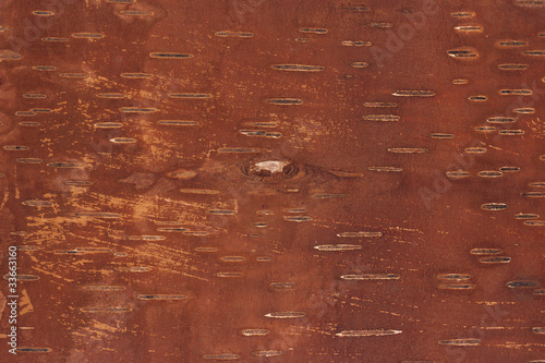 Tableau sur toile Birch bark
