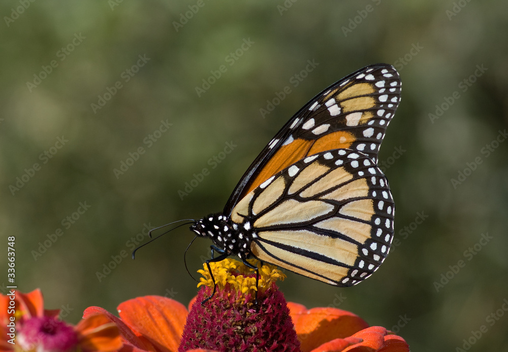 Fototapeta premium Monarch Butterfly on Zinnia