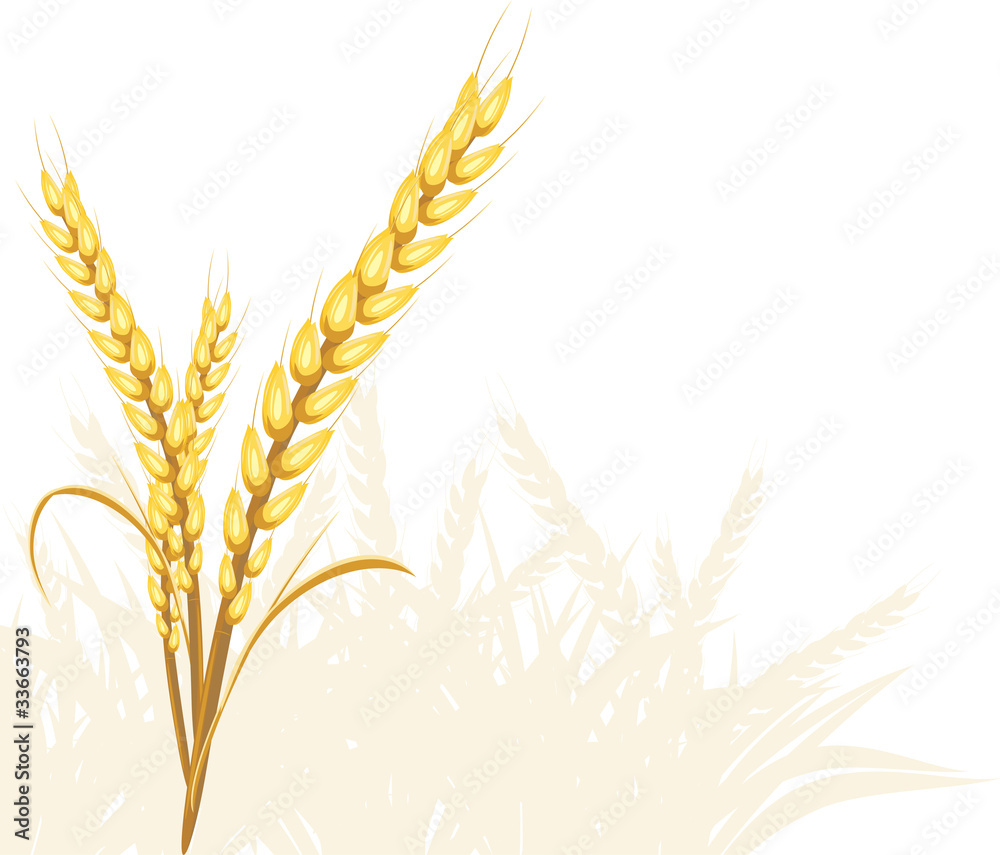 Wheat ears Wheat ears