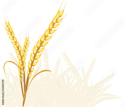 Wheat ears