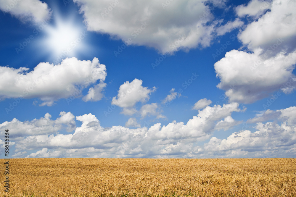 Weizenfeld unterm Himmel