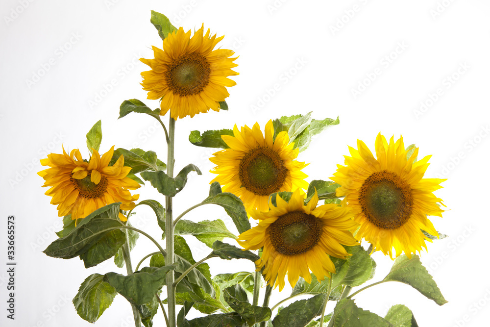 Fototapeta premium Sonnenblumen #1