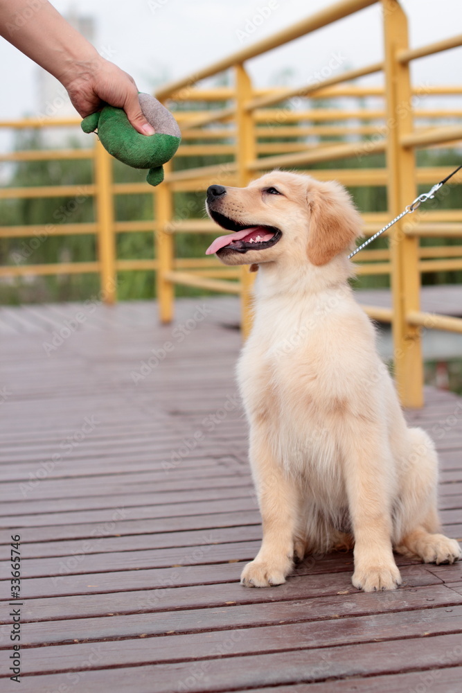 golden retriever