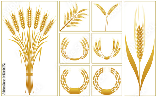 Wheat