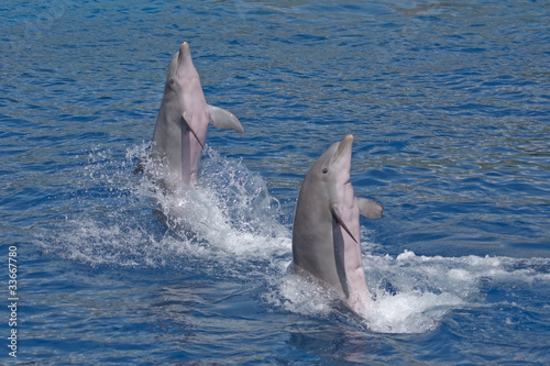 Two dolphins jumping out of water © avs_lt