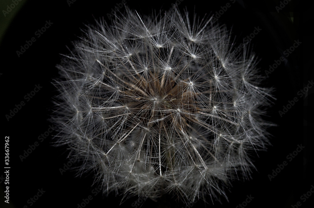 Naklejka premium Taraxacum (Dandelion)