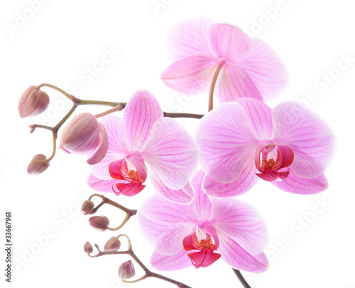 Fototapeta Naklejka Na Ścianę i Meble -  phalaenopsis,