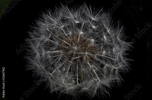 Taraxacum  Dandelion 