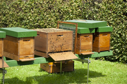 Bienenhaltung