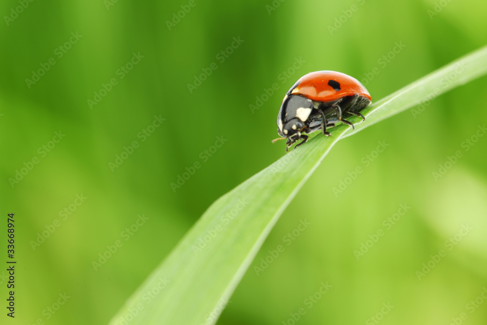 Fototapeta premium ladybug on grass