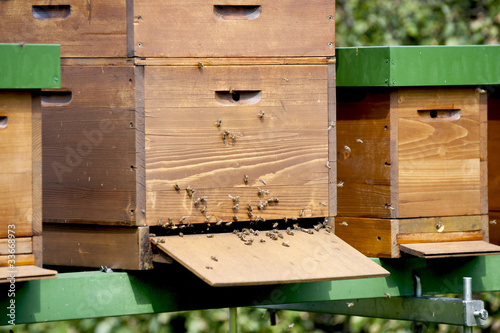 Bienenstock