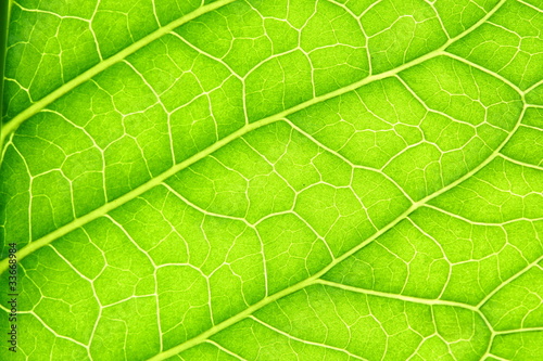 green leaf vein