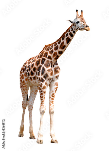 giraffes isolated © vencav