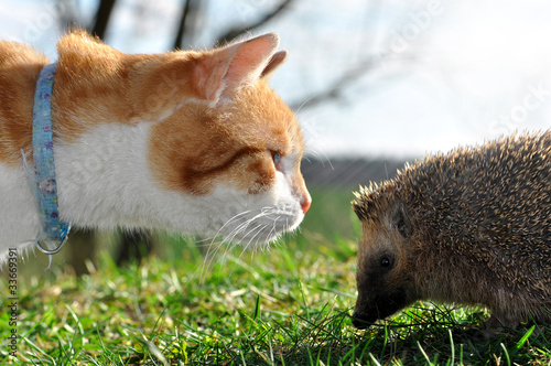 cat and hedgehog photo