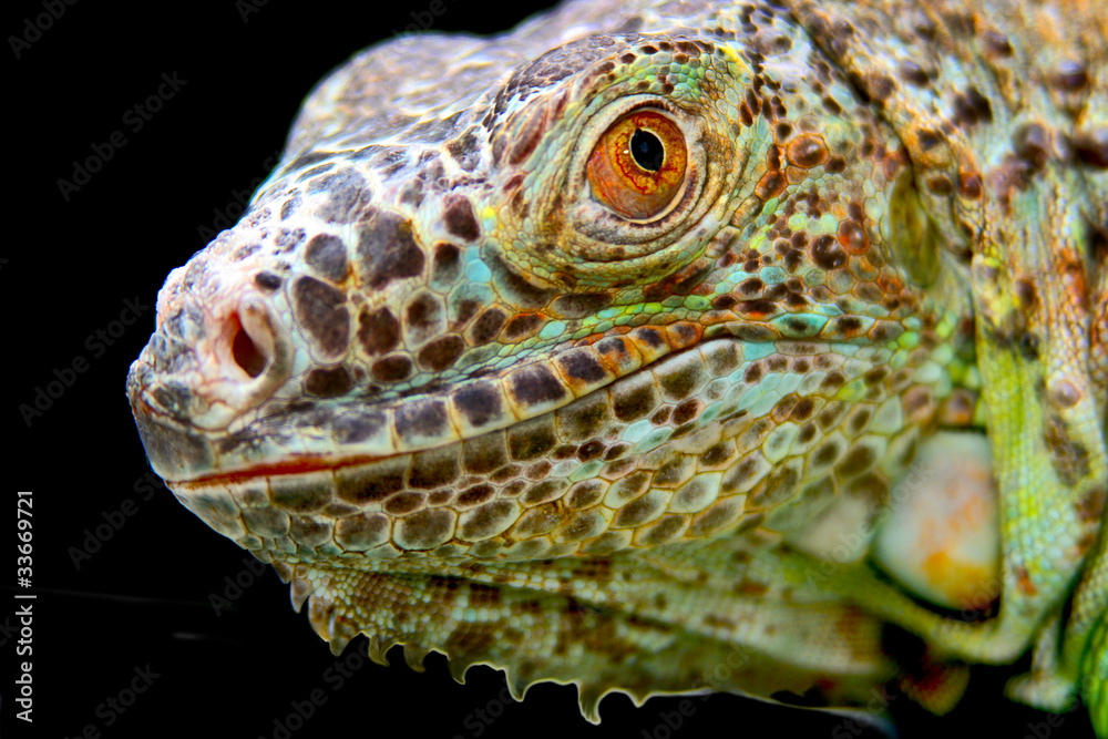Fototapeta premium iguana lizard