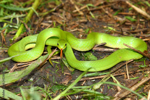 Smooth Green Snake (Opheodrys vernalis) photo