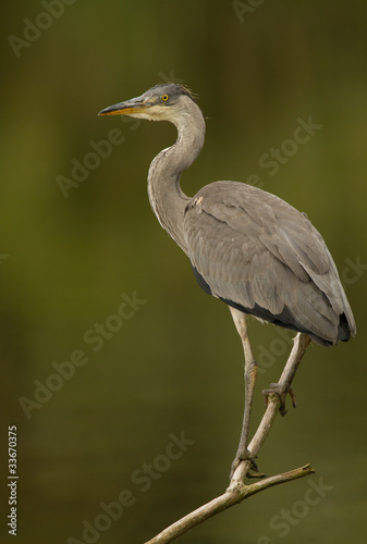 Blue heron on a branch