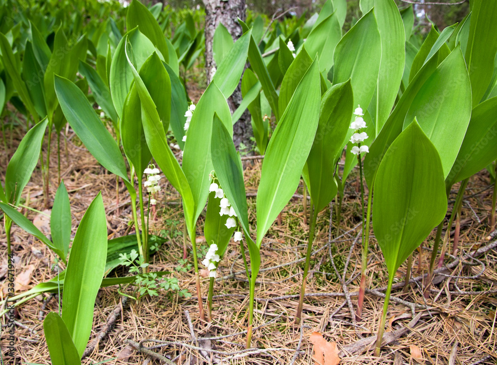 Fototapeta premium Lilies of the valley