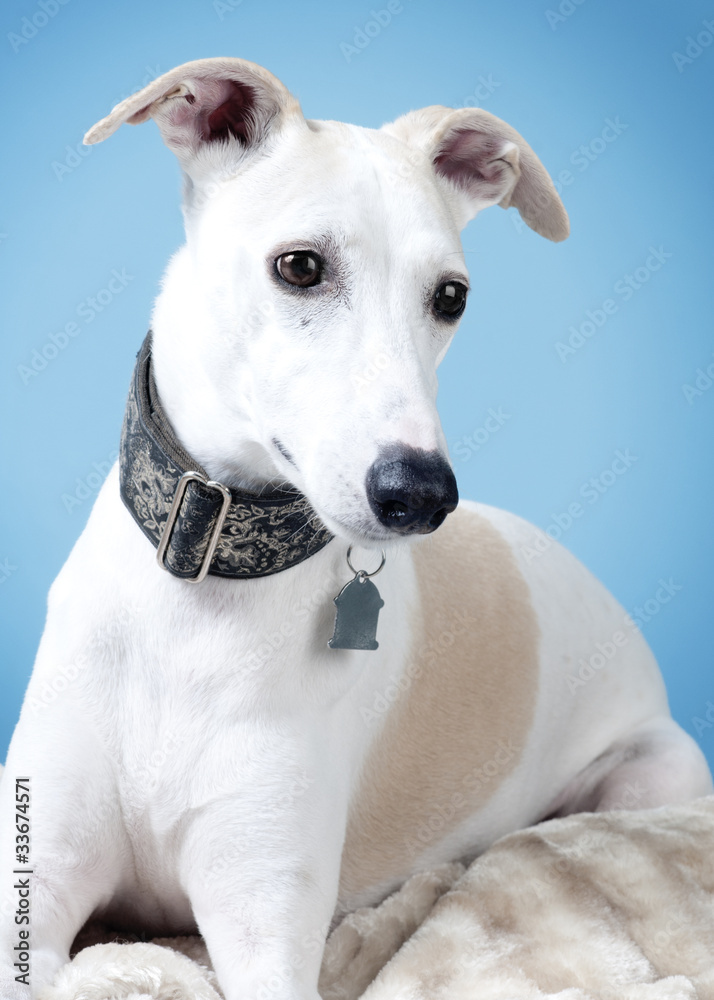 Fawn and White Whippet