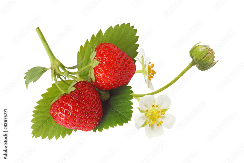 custom made wallpaper toronto digitalStrawberry