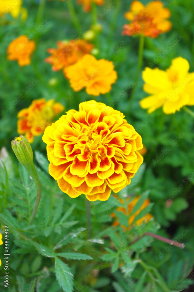 Marigold in flower garden Marigold in flower garden