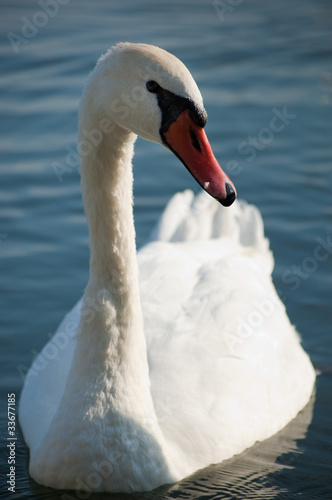White swan
