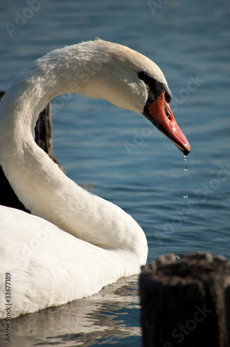 Swan