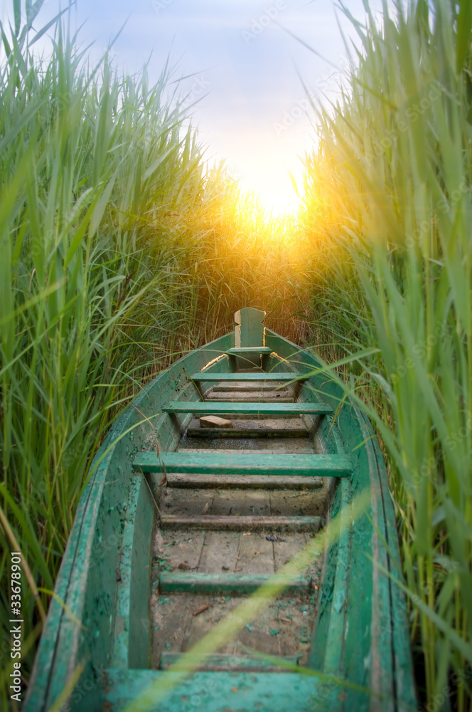 Boat in a cane.Nature composition. - obrazy, fototapety, plakaty 