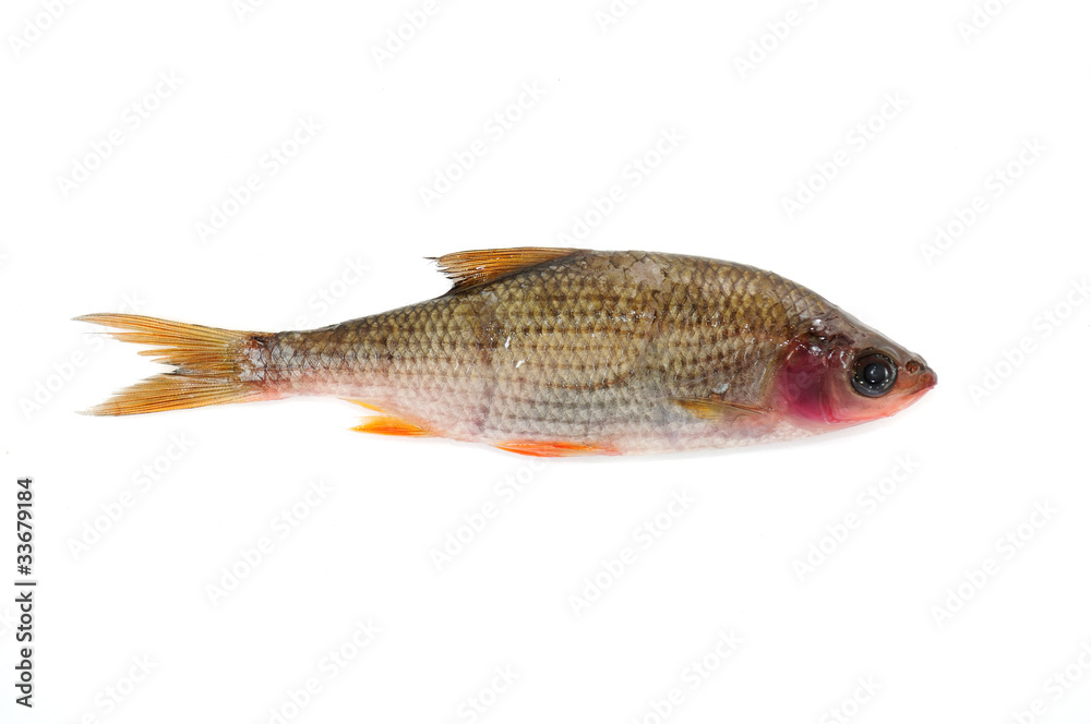 Sick Roach Fish (Rutilus Rutilus) Isolated on White Background