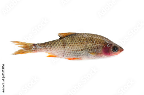 Sick Roach Fish (Rutilus Rutilus) Isolated on White Background