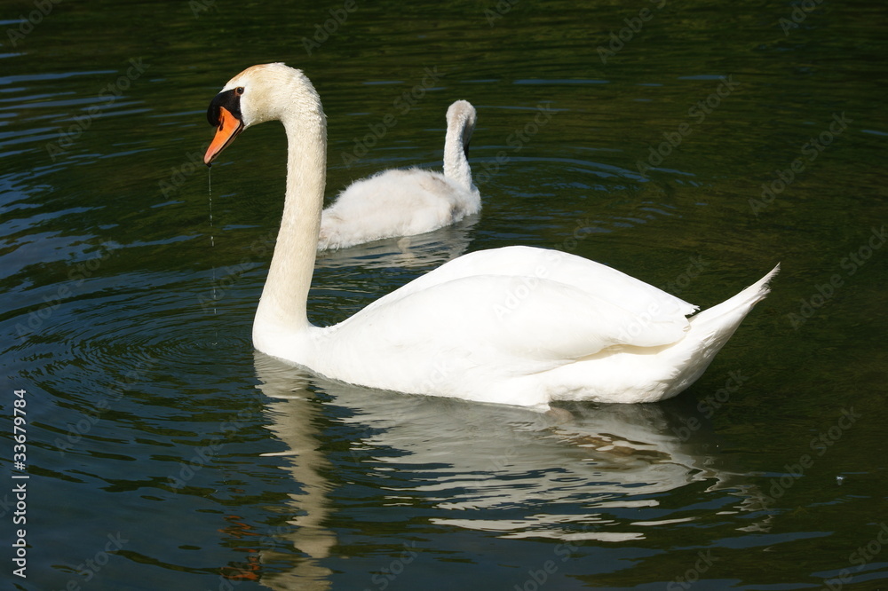 Cygne blanc adulte et bébé cygne blanc Cygne blanc adulte et bébé cygne blanc