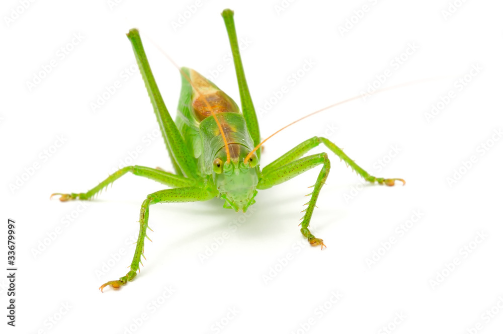 Green Grasshopper Isolated on White Background Green Grasshopper Isolated on White Background