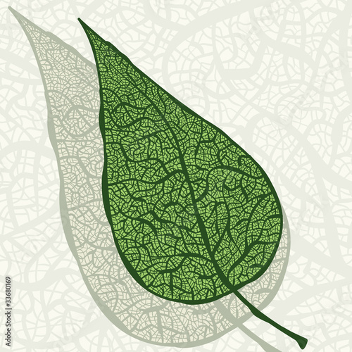 vector vintage green leaf with its shaddow falls