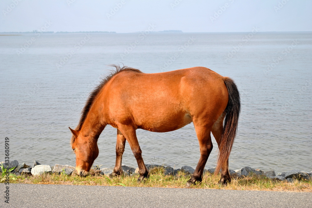 Wild Horse Feeding at the Beach Wild Horse Feeding at the Beach