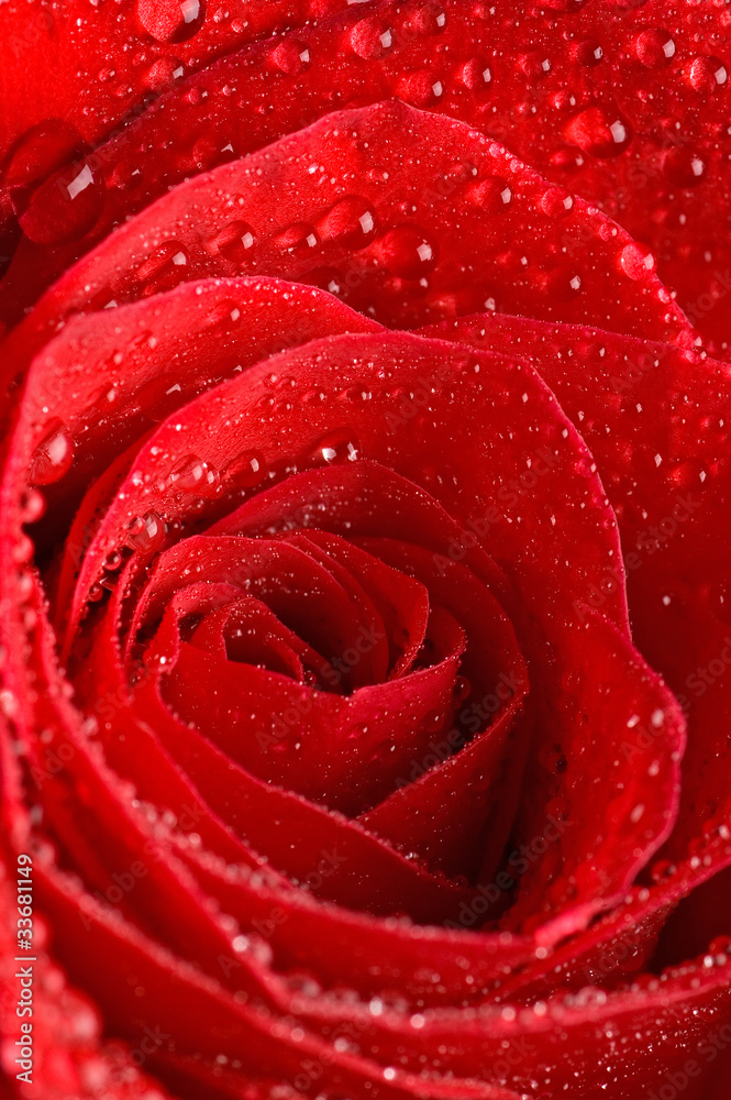 The beautiful red rose as background The beautiful red rose as background