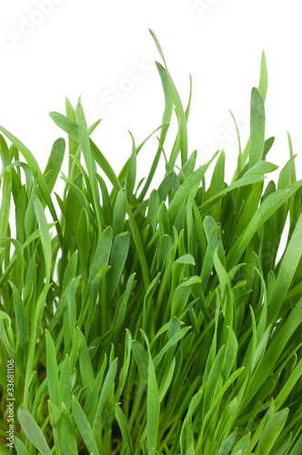 Fresh green grass isolated on white