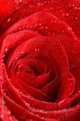 The beautiful red rose as background