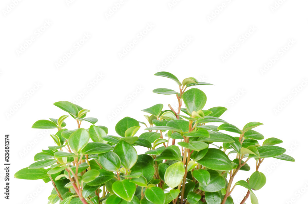 Green leafs isolated on white background Green leafs isolated on white background