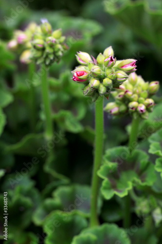 Fototapeta Naklejka Na Ścianę i Meble -  Pelargonien-22998b1