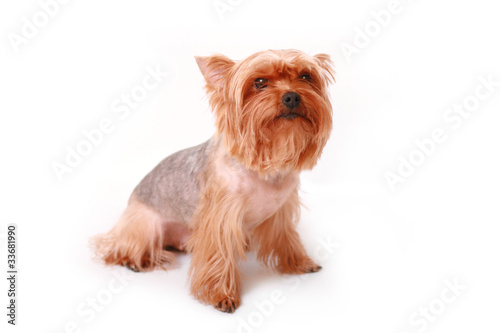 Yorkshire terrier