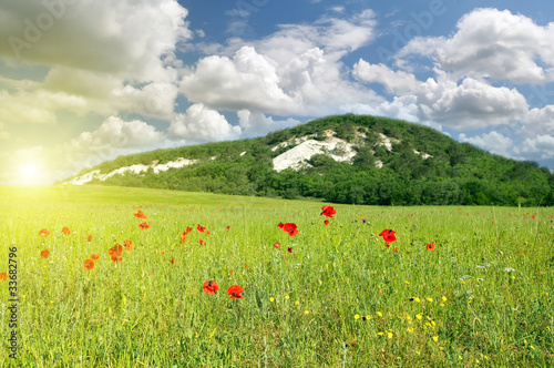 Green meadow on the sunset. Composition of nature.