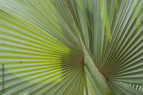 Palm tree abstract