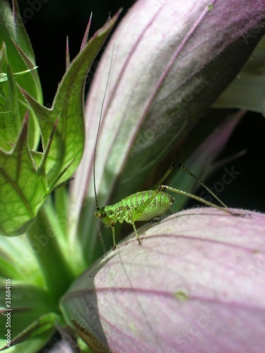 pidocchio delle piante photo