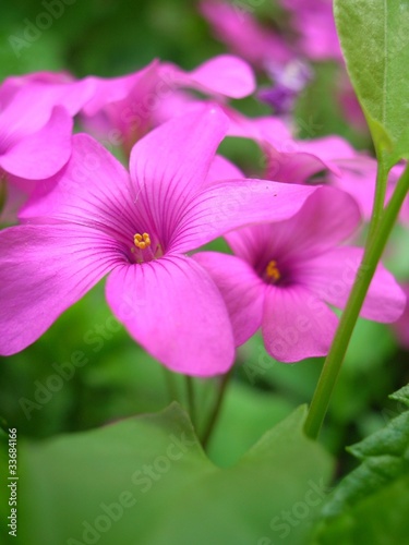 fiore di trifoglio