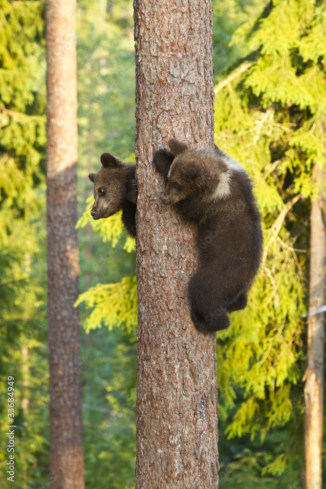 Obraz premium Two Brown Bear cubs (Ursus arctos) climbing a tree