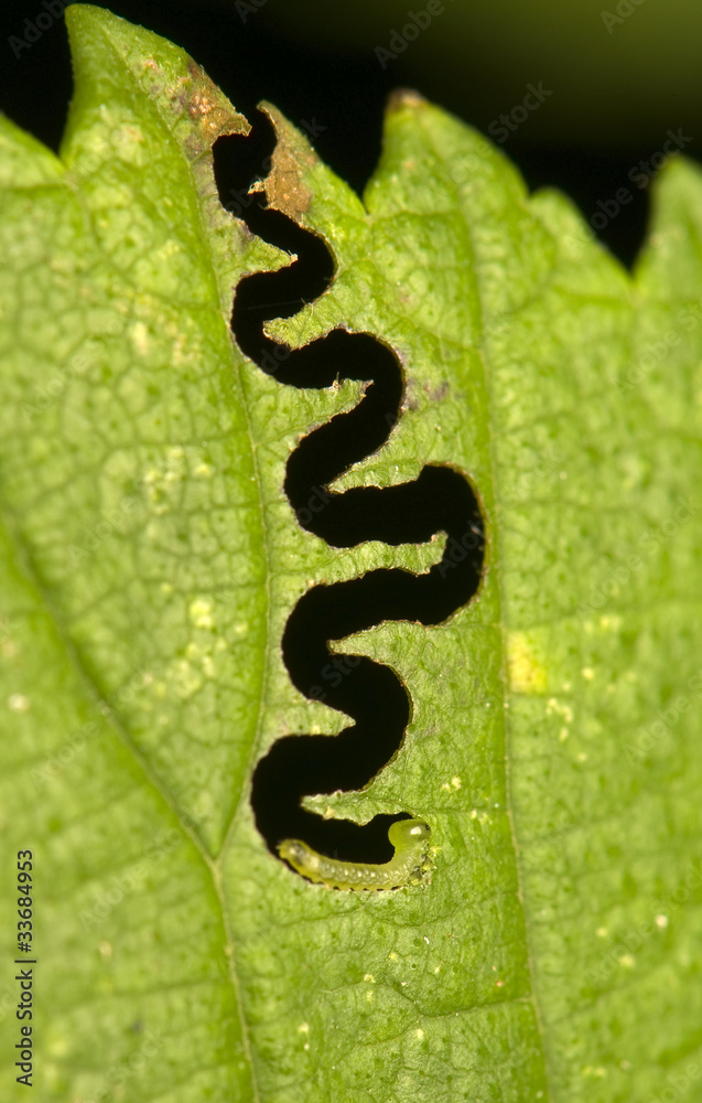 Green leaf eaten by green larva