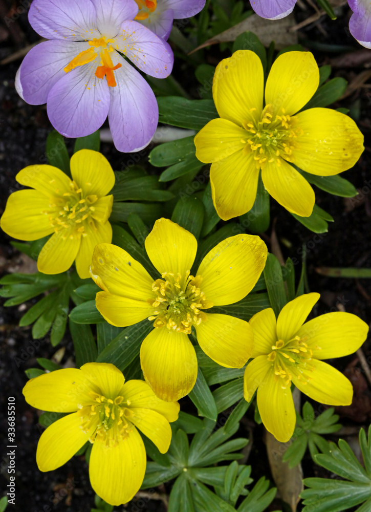 Winterling, Eranthis hyemalis Winterling, Eranthis hyemalis