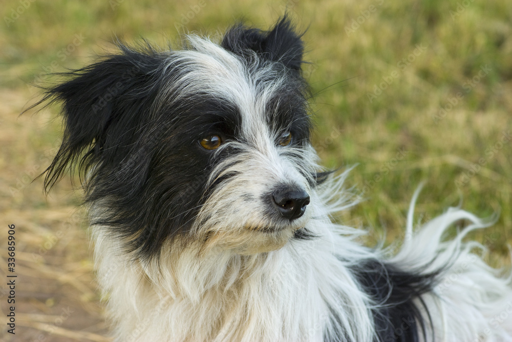 Mixed-breed Black and White Dog